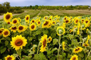 sunflowers at Colby Farm sunflower field