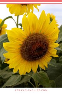 Visiting the Colby Farm Sunflower Field in Newbury, Ma is a Boston area bucket list item. Click to see beautiful sunflower photos and to get my top tips for visiting the Colby Farm sunflower field. | Day trips from Boston | Things to in Massachusetts | Things to do near Boston | Massachusetts farms | #sunflowers #traveltips #Boston #Massachusetts