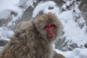 snow monkey at Jigokudani Snow Monkey Park in Japan