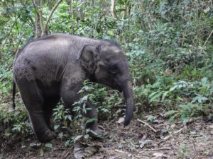 baby elephant at MandaLao in Luang Prabang, Laos