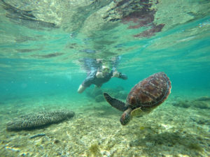 Apo Island in the Philippines