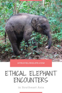 If you're looking for the best places to see elephants in Southeast Asia, then check out these recommendations from travel bloggers on where you can have an ethical elephant experience, such as the Elephant Nature Park in Thailand. | elephant sanctuary Thailand | elephant rescue Thailand | wildlife travel destinations | #Thailand #Malaysia #Laos #adventuretravel #ecotourism #wildlifetravel