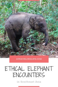 If you're looking for the best places to see elephants in Southeast Asia, then check out these recommendations from travel bloggers on where you can have an ethical elephant experience, such as the Elephant Nature Park in Thailand. | elephant sanctuary Thailand | elephant rescue Thailand | wildlife travel destinations | #Thailand #Malaysia #Laos #adventuretravel #ecotourism #wildlifetravel
