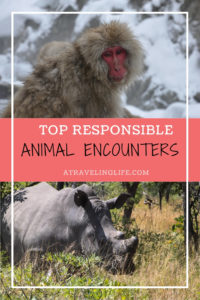 Responsible Wildlife Experiences From Around the World. Travel bloggers share their experiences with ethical wildlife encounters such as tracking white rhinos in Zimbabwe or seeing snow monkeys in Japan. | wildlife travel destinations | travel and wildlife | ecotourism | wildlife tourism | #responsibletravel #ecotourism #traveltips #wildlifetravel
