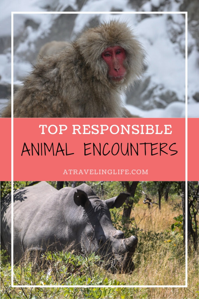 Responsible Wildlife Experiences From Around the World. Travel bloggers share their experiences with ethical wildlife encounters such as tracking white rhinos in Zimbabwe or seeing snow monkeys in Japan. | wildlife travel destinations | travel and wildlife | ecotourism | wildlife tourism | #responsibletravel #ecotourism #traveltips #wildlifetravel