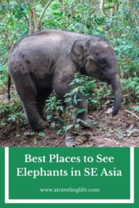 The best places to see elephants in Southeast Asia are those that focus on conservation, education, and proper treatment of the animals. If you want an ethical elephant encounter, then check out these recommendations from travel bloggers on the best places to see elephants in Southeast Asia, including MandaLao in Laos. | elephant sanctuary Laos | elephant rescue Laos | responsible elephant experience | wildlife travel destinations | #Laos #Malaysia #Thailand #adventuretravel #ecotourism #wildlifetravel