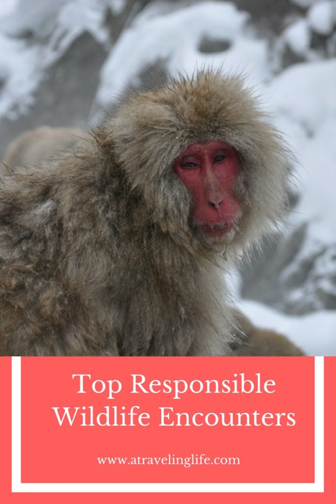 Top Wildlife Experiences Around the World. Travel bloggers share their ethical wildlife encounters in countries around the world. Includes stories from Japan, Malaysia, Romania, Mexico, The Philippines, and Puerto Rico. | wildlife tourism | wildlife travel destinations | travel and wildlife | wildlife conservation | ecotourism | #wildlifetravel #ecotourism #traveltips #responsibletravel