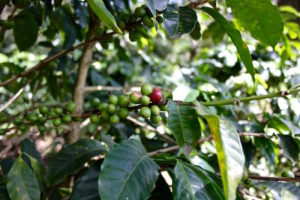 coffee bean in a coffee field in Antigua, Guatemala