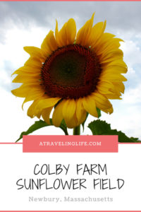 Visiting the Colby Farm Sunflower Field is a must-do during a trip to Boston in the fall, and it's just 45 minutes away in Newbury, Ma. Click to see photos of this beautiful farm and learn the best tips to make your visit great! | Things to do in Massachusetts | Day trips from Boston | Things to do near Boston | Farms in Massachusetts | #traveltips #Boston #Massachusetts #sunflowers